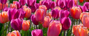 Cultivate Rare French Garden Beauty
